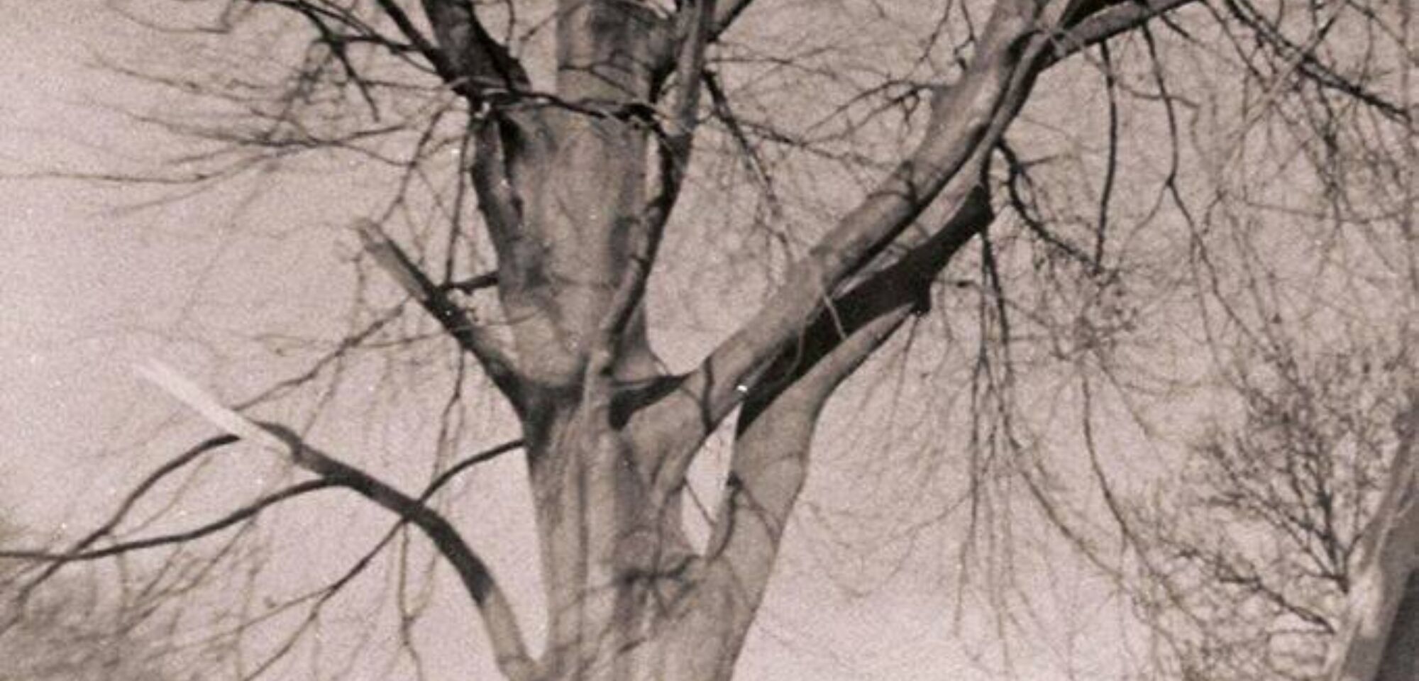 NW 06 bomen kap